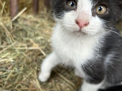 Bild 5:Bauernhof - Katzen