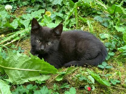 Kätzchen - Babykatzen - Langhaar - Halblanghaar - Kurzhaar
