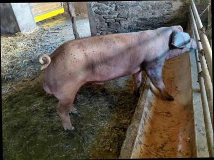 Duroc