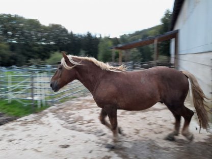 Bild 5:Goldegg Diamant