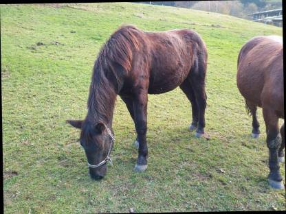 Bild 6:Mohrenkopf Wallach Hengste