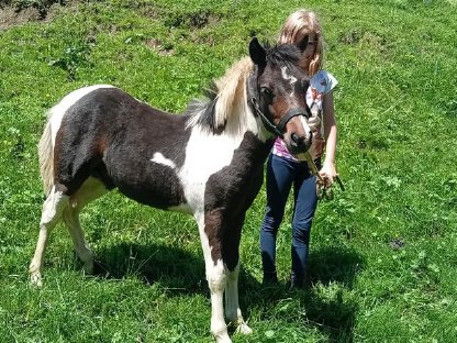 Pony Hengstfohlen