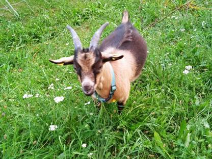 Passeirer Jungbock