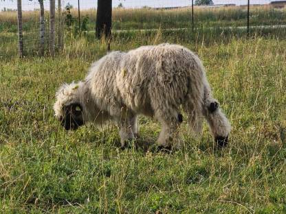 Bild 3:Walliser Schwarznasen 4 Jungböcke