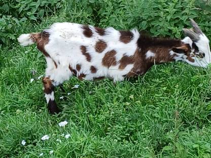 Bild 2:Tauernschecken Bockkitze