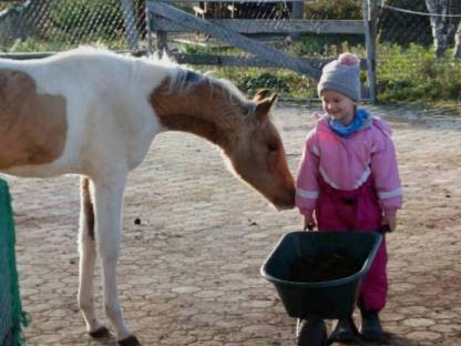 Bild 6:Quarab Fohlen Wallach