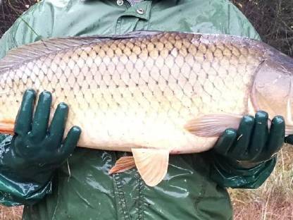 Bild 3:XXL-Karpfen