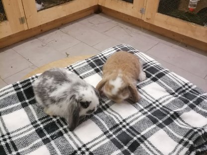 Bild 2:Zwergwidderkaninchen Zwerghasen