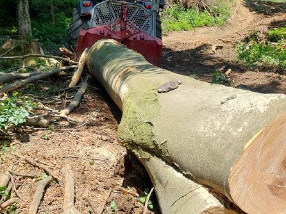 Bild 2:Forstdienstleistung Forstarbeit in Niederösterreich