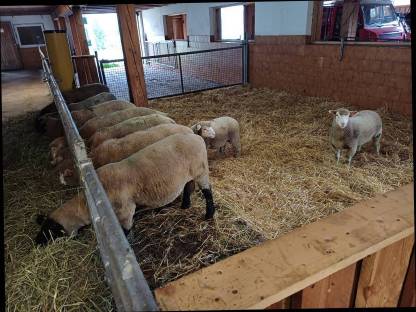 Bild 8:Ile de France / Suffolk Bocklämmer