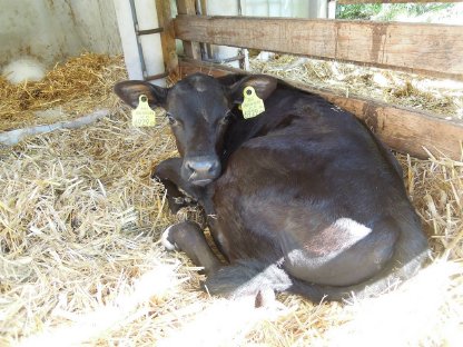 Kuhkalb Angus