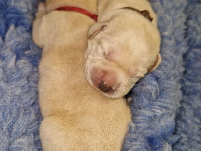 Labrador Retriever Welpen mit Stammbaum