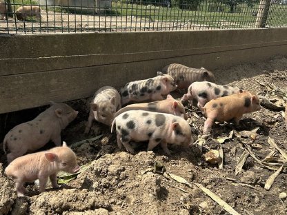 Bild 5:Microschweine