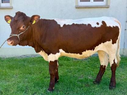 Bild 3:Pinzgauer Rind