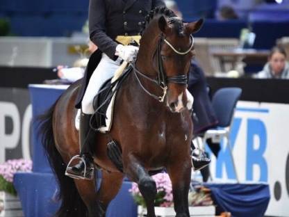 Bild 3:Grand Prix siegreicher Dressurhengst - Deckanzeige