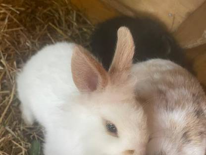 Bild 3:2 Löwenkopfhäschen