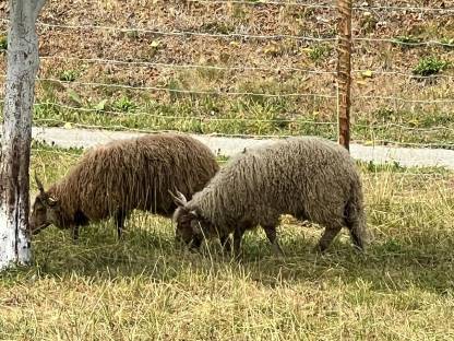 Bild 2:Zackelschaf-Widder