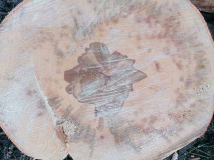 Bild 2:Buchenholz trocken PEFC-zertifiziert