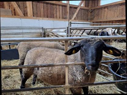 Bild 2:Suffolk Widder