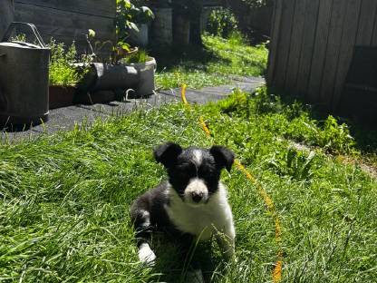 Schöne reinrassige Bordercollie Welpen