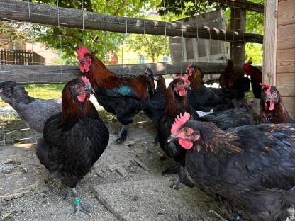 Marans Zuchtstamm