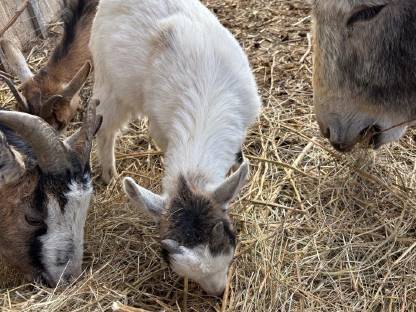 Bild 3:Zwergziegenböcke