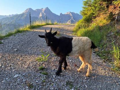 Bild 2:Walliser Schwarzhalsziegenkitz
