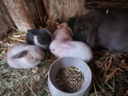 Bild 2:Viele kleine Minilop-Häschen