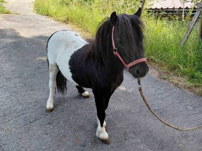 Bild 5:Pony-Hengste