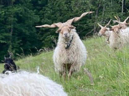 3-jähriger Zackelwidder (Herdbuchtier)