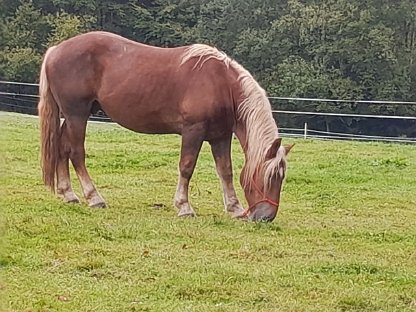 Bild 2:Goldegg Diamant