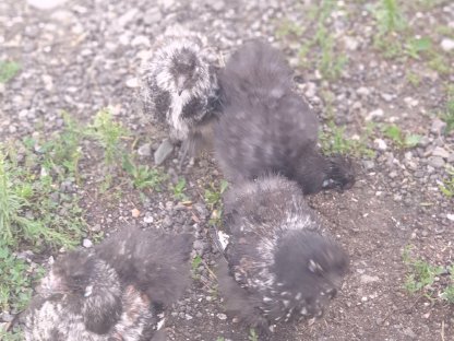 Bild 2:Seidenhühner, 4 Monate