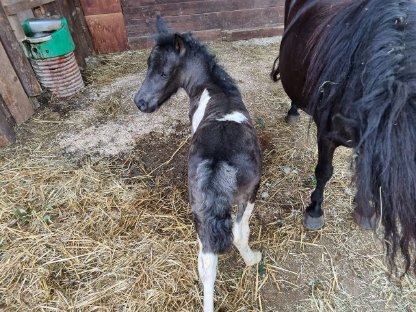 Bild 4:Shetland Shetty Stute Fohlen Pony