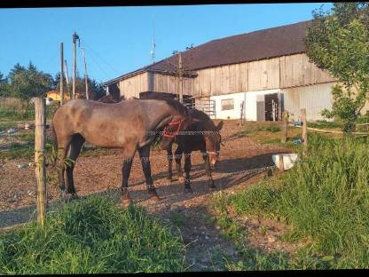 Bild 4:Noriker Fohlen Wallach Hengst Stuten