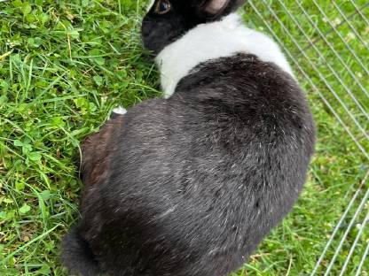 Bild 3:Kaninchen männlich