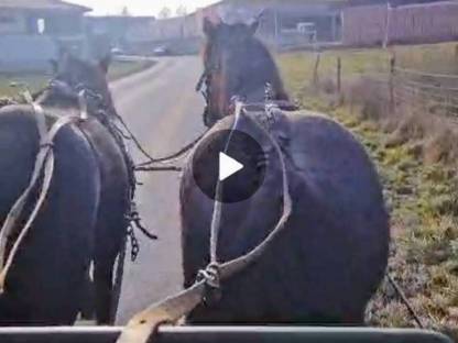 Bild 4:Noriker Gespann ein- und zweispännig