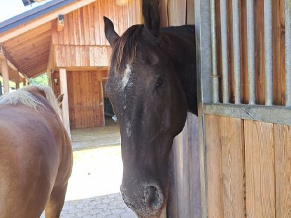 Bild 5:Einstellplätze für Pferde