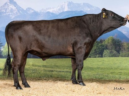 Bild 3:Wagyu-Genetik der Spitzenklasse – Der Schlüssel zum Erfolg!