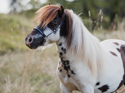 Bild 2:Minishetlanddeckhengst in absoluter Sonderfarbe
