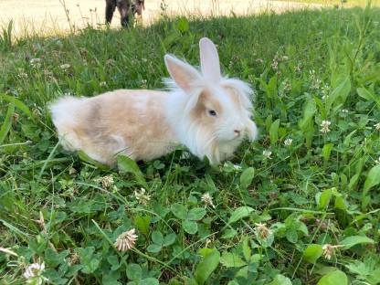 Bild 3:Löwenkopfhäsin