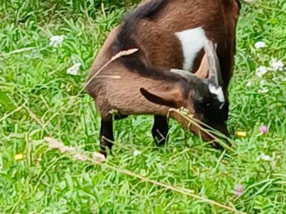 Bild 4:Tauernschecken Bockkitze