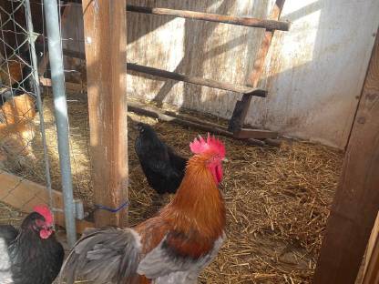 Bild 3:Grünleger, Marans, Mixhennen abzugeben