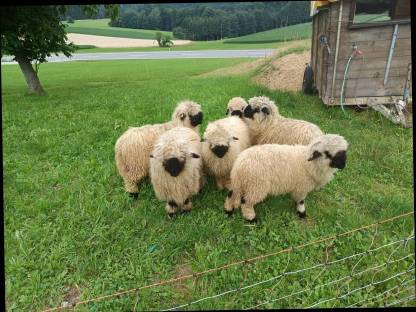 Bild 5:Walliser Schwarznasenschafe Auen und Widder