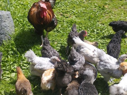 Bild 3:Orpingtons, Araucaner, Seidis