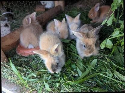 Bild 7:Zwergkaninchen in allen Farben zu verkaufen