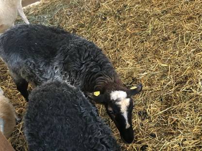 Bild 3:Krainer Steinschafe vom Herdezuchtbetrieb