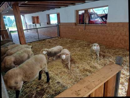 Bild 6:Ile de France / Suffolk Bocklämmer