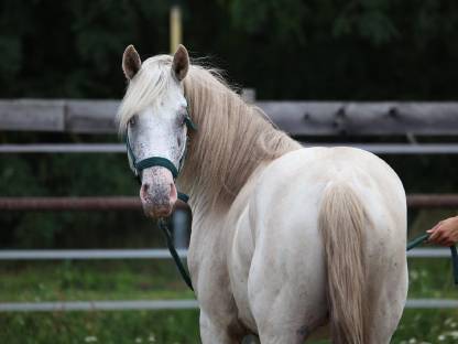 3-jähriger Appaloosa