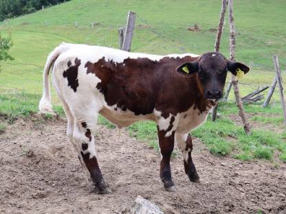 Pustertaler Sprinzen Stierkalb Isold