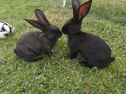 Bild 2:Hase zu verkaufen